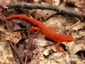 A small orange eft (which is the juvenile phase of the eastern newt) stands on some dried leaves on the forest floor. A small orange eft (which is the juvenile phase of the eastern newt) stands on some dried leaves on the forest floor.