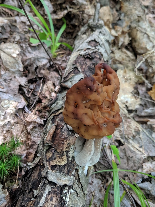 Brown, wrinkled mushroom growing on the forest floor.