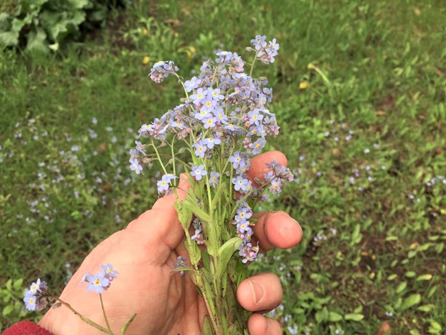 Fistful of invasive forget-me-nots
