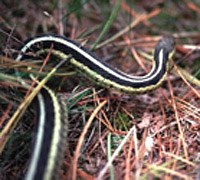 Small black and yellow striped garter snake meanders through the grass. Small black and yellow striped garter snake meanders through the grass.