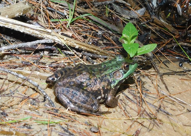 Northern green frog in the wet mud along the Marsh Trail
