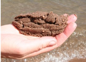 A visitor holds a scoop of beach sand in which tiny "Jelly blobs" from the tiny zooplankton Holopedium are visible.