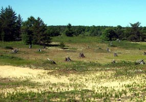 The Kingston Plains still struggled to rebound from forest fires following extensive logging in the early 1900s. The Kingston Plains still struggled to rebound from forest fires following extensive logging in the early 1900s.