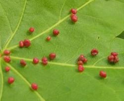 Small bright red maple bladder galls dot the surface of a green maple leaf.