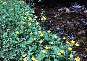 Marsh marigolds bloom in bright yellow along a springtime stream. Marsh marigolds bloom in bright yellow along a springtime stream.