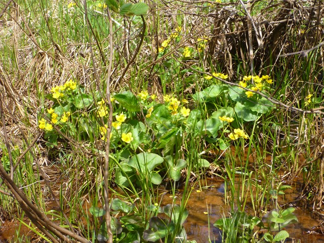 Marsh marigold blooming in spring