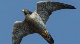 Peregrine falcon in flight.