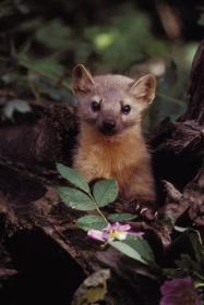 An American marten, which is a slender weasel about the size of a mink, looks up alertly at the camera over some forest wildflowers. An American marten, which is a slender weasel about the size of a mink, looks up alertly at the camera over some forest wildflowers.