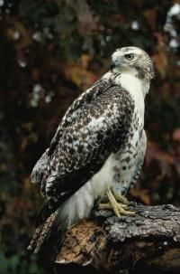 Red-tailed hawk perched on a branch Red-tailed hawk perched on a branch