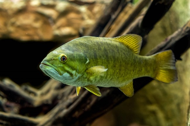 Smallmouth bass in stream