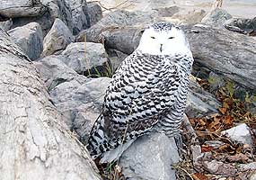 This snowy owl is resting on a rock along the Lake Superior shoreline. This snowy owl is resting on a rock along the Lake Superior shoreline.