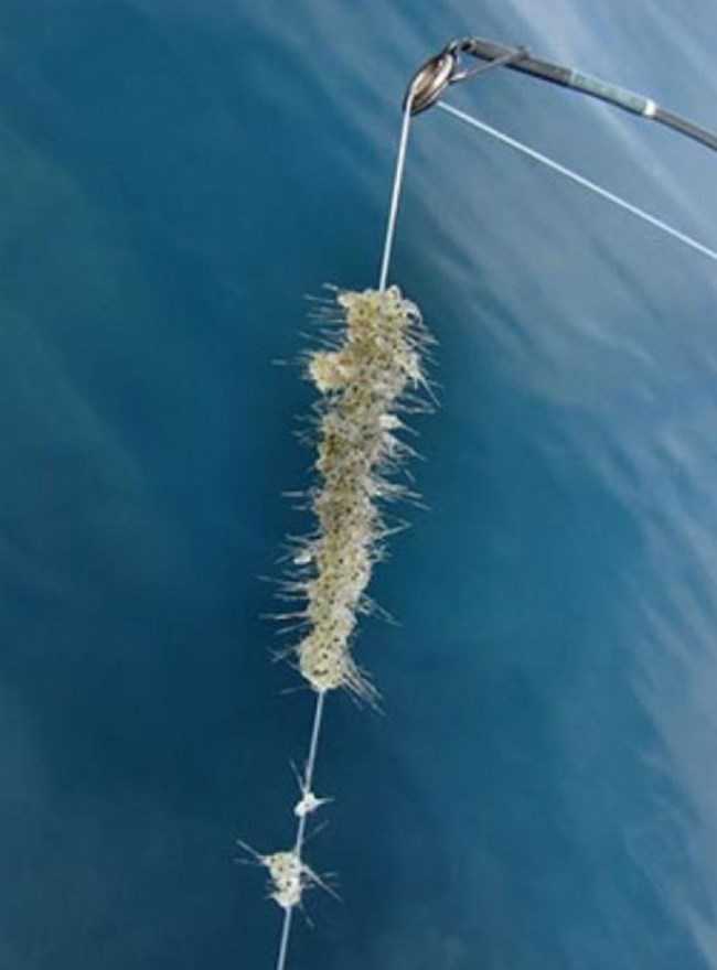 Mass of spiny water fleas on fishing line