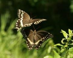 Two swallowtail butterflies fly together over a sunny field. Two swallowtail butterflies fly together over a sunny field.