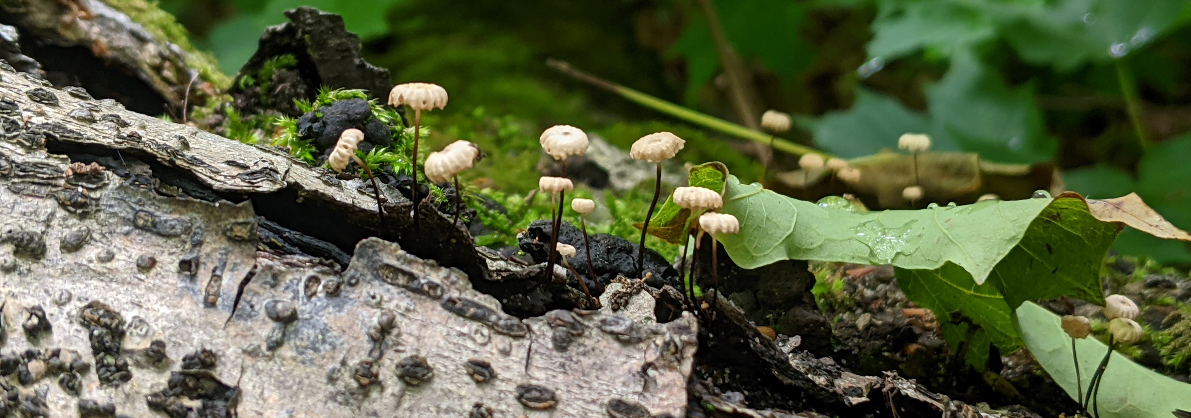 Mushrooms and Other Fungi Pictured Rocks National Lakeshore (U.S