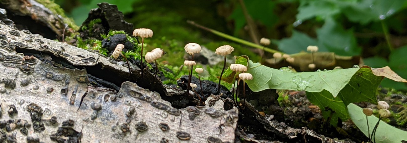 Cluster of small, white mushrooms on a decaying log.