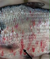 The red mottled appearance of this fish indicates hemorrhaging from VHS.