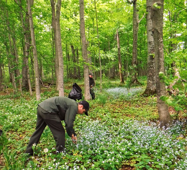 Park staff pulling up forget-me-nots