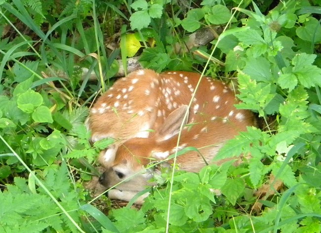 White-tailed deer fawn hiding in the brush.