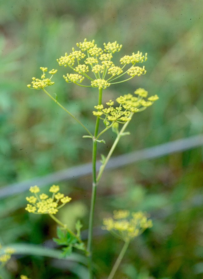 Yellow wild parsnip flowers