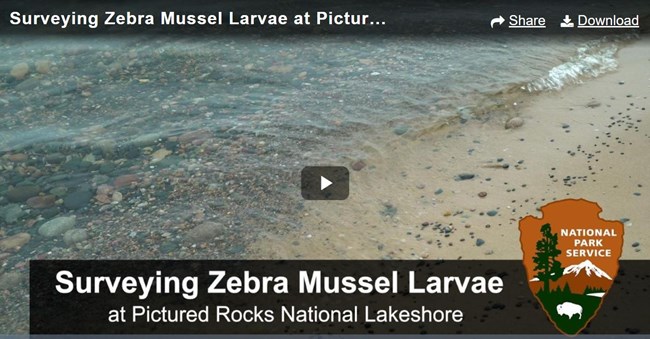 Zebra Mussel detection video