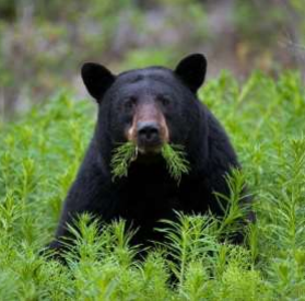 A black bear with a mouth full of plants is poking its head out of a field of green plants.