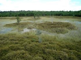 A northern bog showing plants covering the surface with little open water left.
