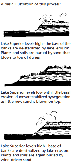 A three part graphic showing how dunes are formed and change over time due to erosion and vegetation stabilization.
