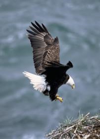 Adult bald eagle about to land on nest.