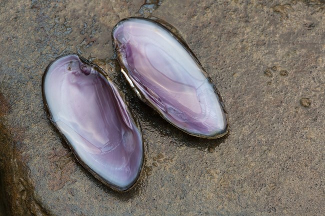 Open freshwater mussel shell showing both halves