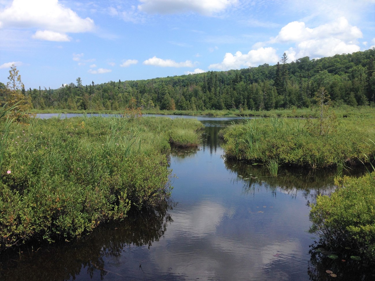 View of marsh from trail boardwalk