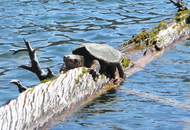 Snapping turtle sunning itself on a large log