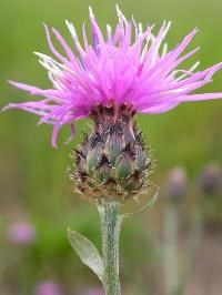 Close-up of spotted knapweed, showing the light purple flowers on top and black spots on the bracts below.