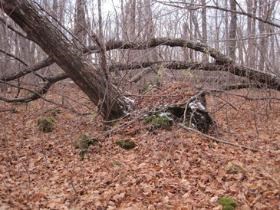 A tree tilted by strong winds is about to fall over, pulling up a mound of dirt with the roots.