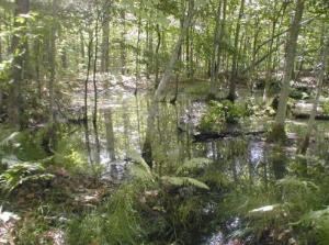 A temporary vernal pool creates a wetland in a red maple grove.