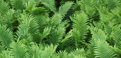 Lush green ferns