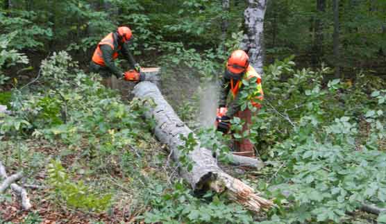 Lakeshore Maintenance Workers Justin Pelty and Alex Duwe remove a diseased beech tree.