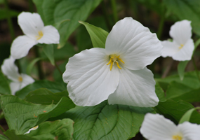 White trillium. Photo courtesy of Deb LeBlanc.