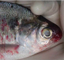 The red hemorrhaging on the outside of this fish indicates infection by the virus of viral hemorrhagic septicemia.