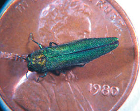 Emerald ash borer is smaller than a penny.