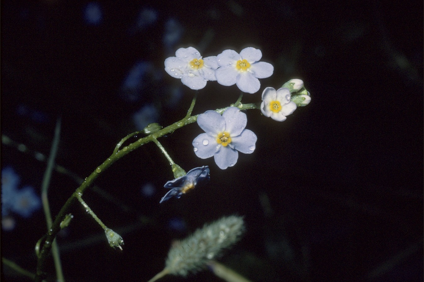 blue flower of the forget-me-not plant