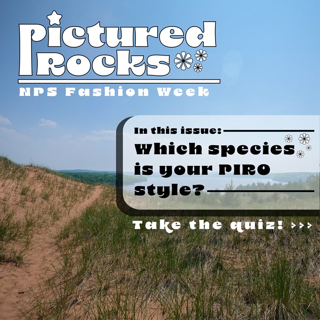 A magazine cover style picture that reads "Which species is your PIRO style?"