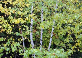 Birch trees begin their change to autumn yellow.