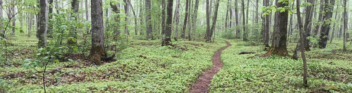 Lakeshore Trail Portion of the lakeshore trail in the summer winding through the woods