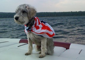 Dog on boat