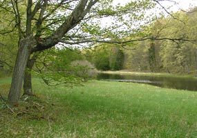 Find your solitude under a tree or near a pond edge in the Beaver Basin Wilderness.