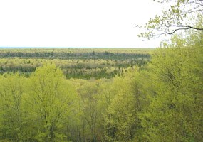 Green springtime forest view from the Beaver Basin overlook.