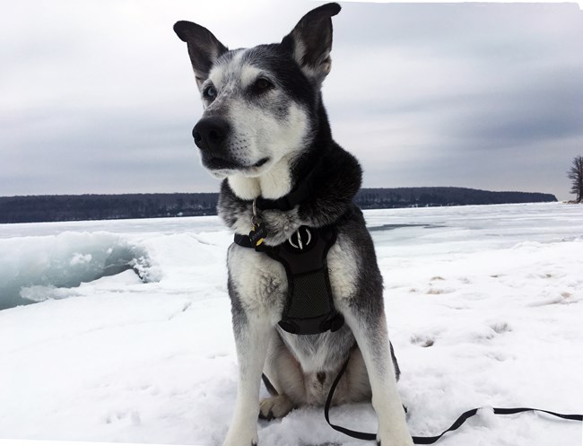 Husky sitting on the snow at the beach