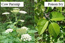Two plants compared. A plant with white, net-like flowers (cow parsnip) and a three leaved vine (poison ivy)