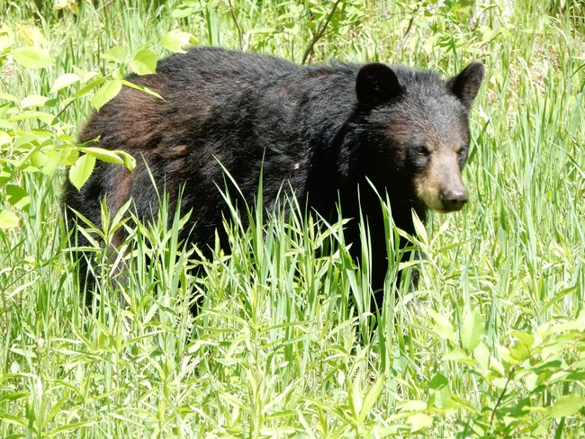 A black bear walks through a field of tall green grass.