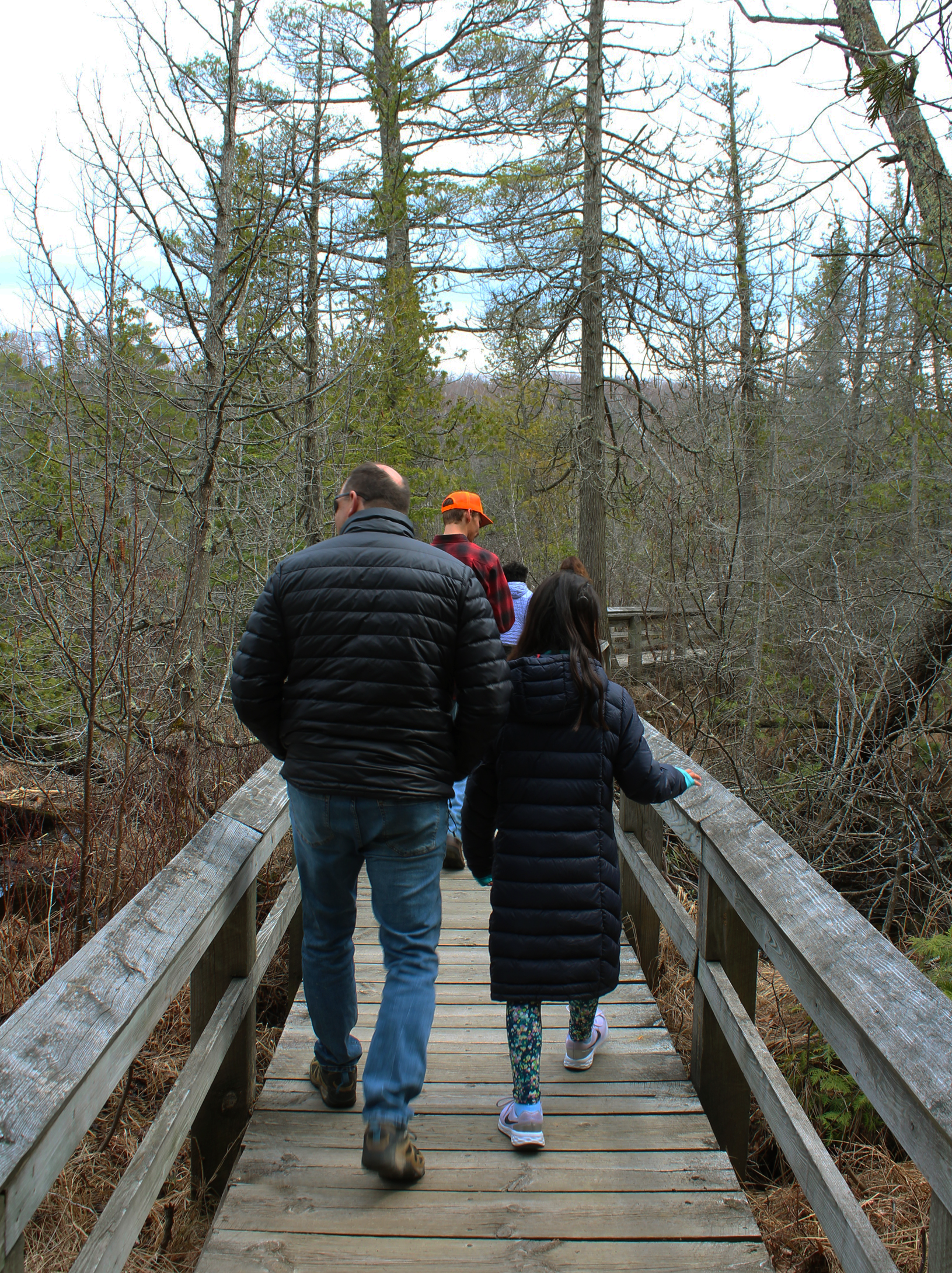 A group of people walking away from the camera on a boardwalk surrounded by cedar trees.